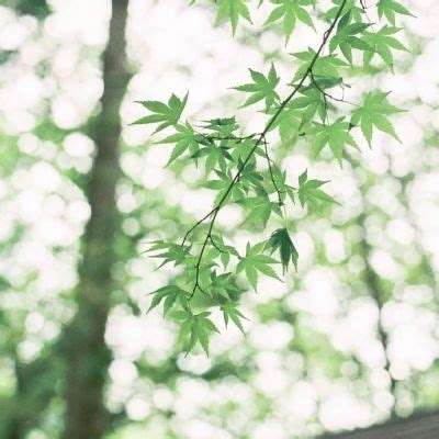 幻剑剑心手游下载